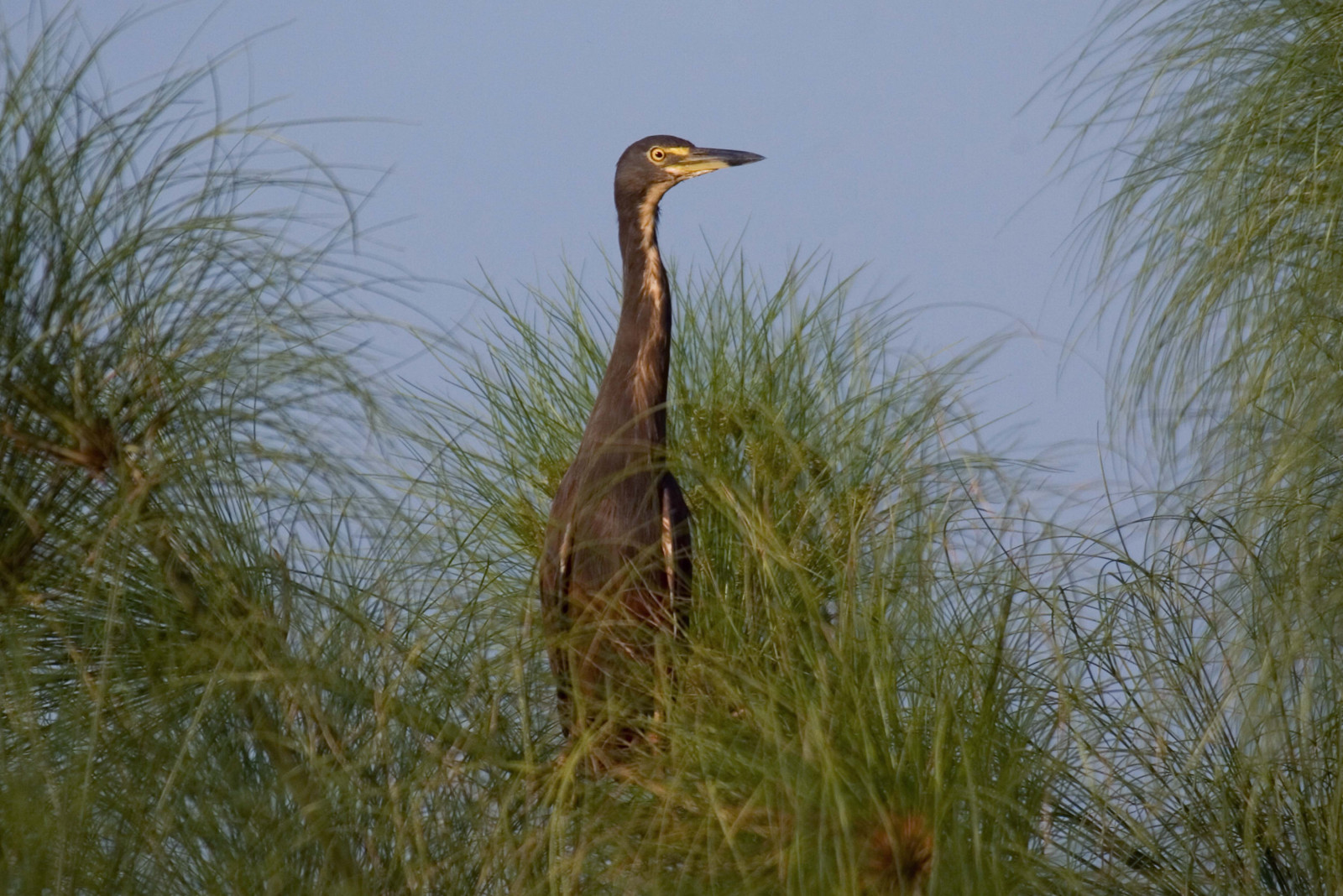 image Dwarf Bittern
